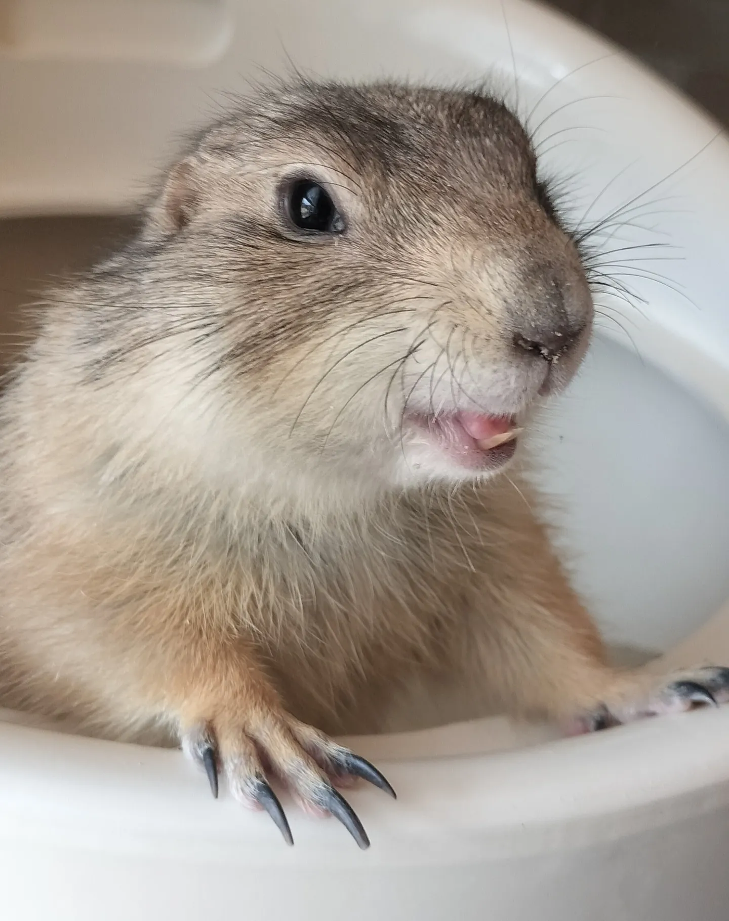 プレーリードッグの琉楓（るか）ちゃん🐾