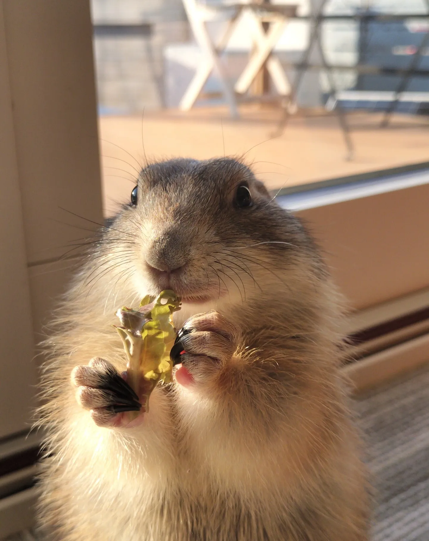 プレーリードッグの琉楓（るか）ちゃん🐾