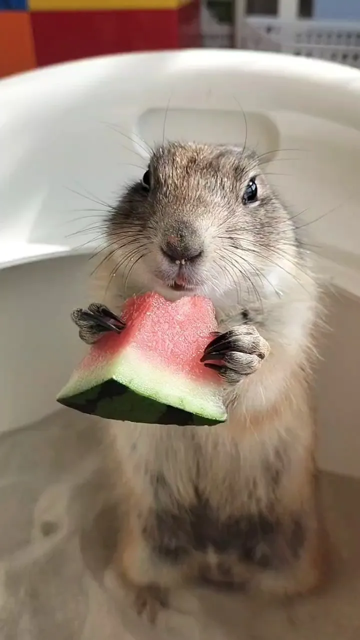 🍉夏だ！スイカだ！🍉